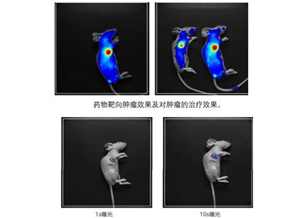 小动物活体光学成像