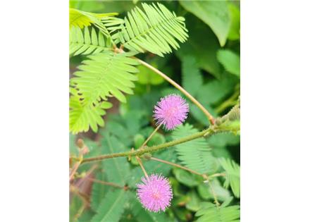 动物/植物检测