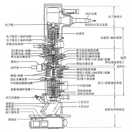 透射电子显微镜主体的剖面图.png